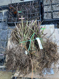 Osage Blackberry bare root