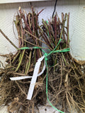 Osage Blackberry bare root
