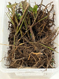 Osage Blackberry bare root