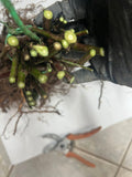 Osage Blackberry bare root