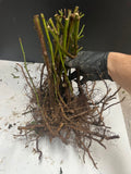 Osage Blackberry bare root
