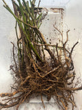 Osage Blackberry bare root