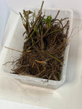 Osage Blackberry bare root