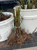 Osage Blackberry bare root