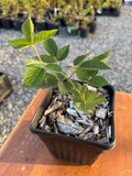 Osage Blackberry half gallon potted