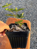 Osage Blackberry half gallon potted