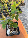 Osage Blackberry half gallon potted