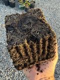 Osage Blackberry half gallon potted