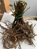 Ouachita Blackberry bare root