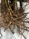 Ouachita Blackberry bare root