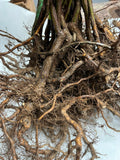 Ouachita Blackberry bare root