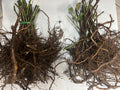 Ouachita Blackberry bare root