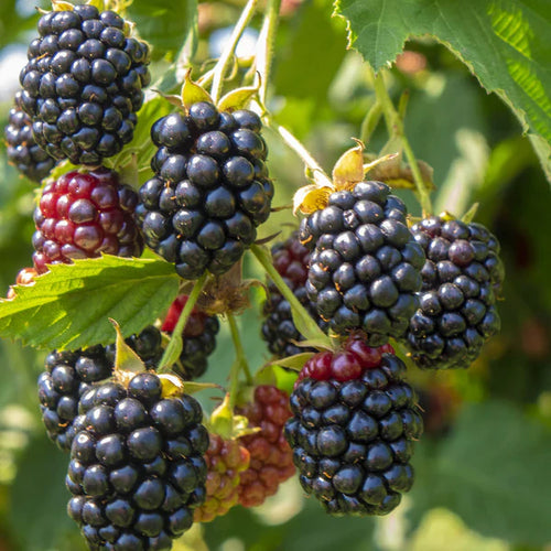 Ouachita Blackberry