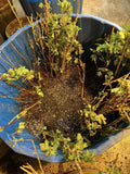 Pixwell Gooseberry bare root
