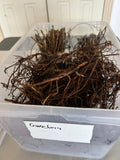 Pixwell Gooseberry bare root
