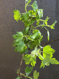Pixwell Gooseberry bare root