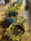 Pixwell Gooseberry bare root