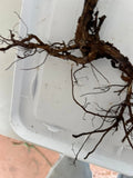 Pixwell Gooseberry bare root