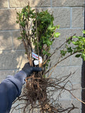Pixwell Gooseberry bare root