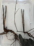 Pixwell Gooseberry bare root