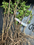 Pixwell Gooseberry bare root