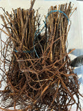 Pixwell Gooseberry bare root
