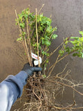 Pixwell Gooseberry bare root