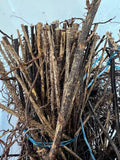 Pixwell Gooseberry bare root