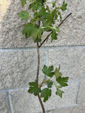 Pixwell Gooseberry bare root
