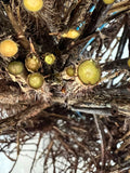 Pixwell Gooseberry bare root
