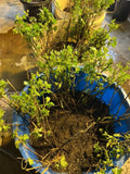 Pixwell Gooseberry bare root