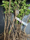 Pixwell Gooseberry bare root