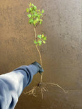Pixwell Gooseberry bare root