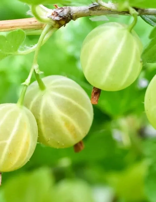 Pixwell Gooseberry