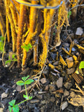 Prelude Raspberry bare root