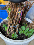 Prelude Raspberry bare root