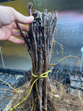 Prelude Raspberry bare root