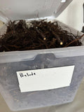 Prelude Raspberry bare root