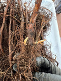 Prelude Raspberry bare root