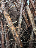 Prelude Raspberry bare root