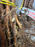 Prelude Raspberry bare root
