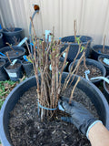 Prelude Raspberry bare root