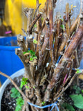 Prelude Raspberry bare root