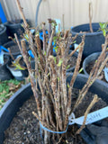 Prelude Raspberry bare root