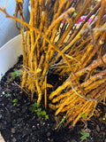 Prelude Raspberry bare root