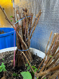 Prelude Raspberry bare root