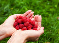 Prelude Raspberry