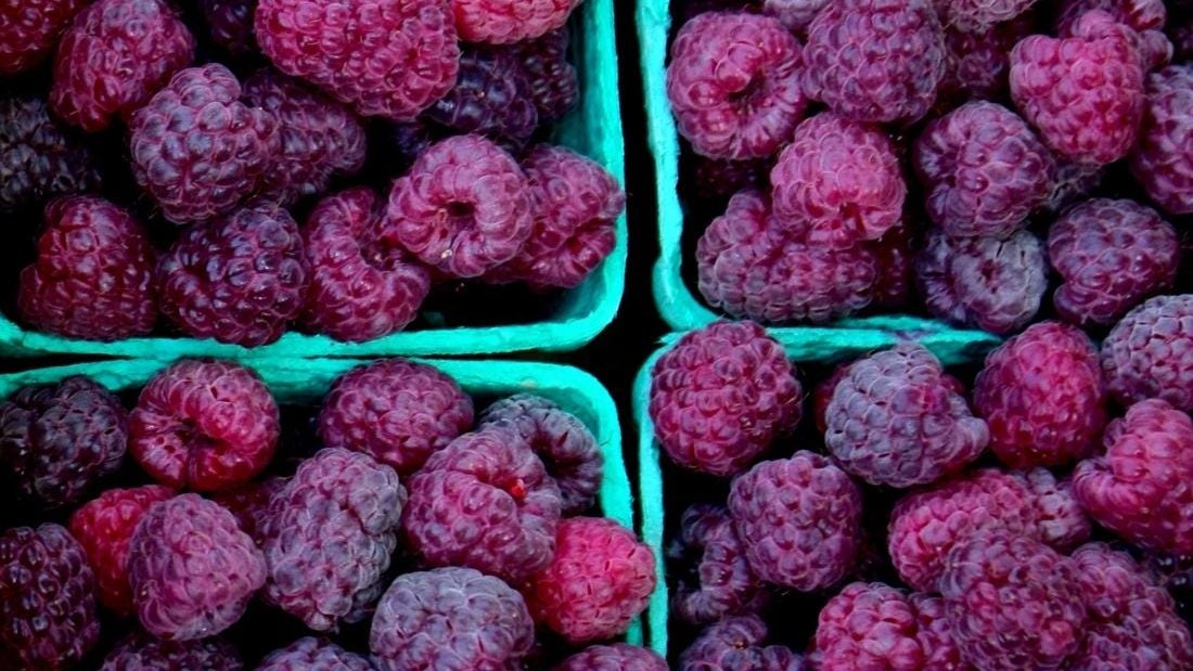 Pint baskets of Royalty purple raspberries, from red to deep purple