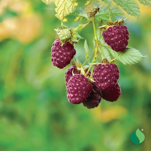 Royalty Purple Raspberry