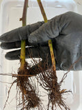 Triple Crown Blackberry bare root